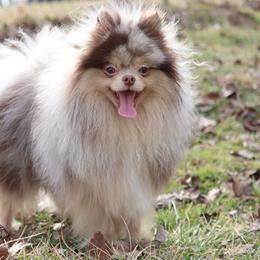 Arlo - Chocolate merle male Pomeranian puppy in Perry County, Ohio from Speechless Pom’s