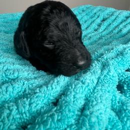 Deep Green - Black male Labradoodle puppy in Ellenwood, Georgia from Four Paws Down