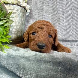 Kiera - Red female Irish Doodle puppy in Hammond, Wisconsin from Queen of the Hill Puppies