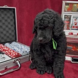 Blackjack (Green Collar Boy) - Black male Poodle puppy in Cambridge, Wisconsin from Champagne Poodles