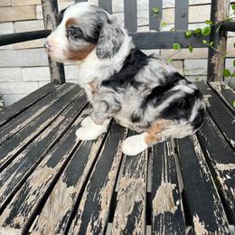 Sophia - Blue merle female Bernedoodle puppy in Holtwood, Pennsylvania from Country Ridge Puppies