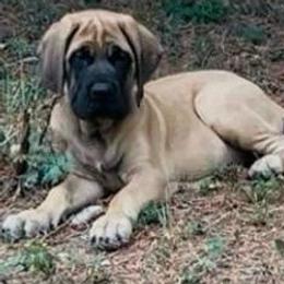 Girl 3 - Fawn female Mastiff puppy in Laredo, Texas from Huereca Mastiff