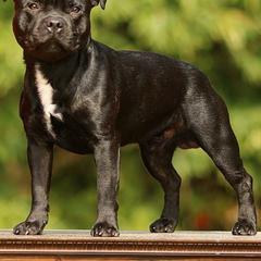 Staffordshire Bull Terrier All Grown Up from Dyna Staffs