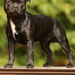 Staffordshire Bull Terrier All Grown Up from Dyna Staffs