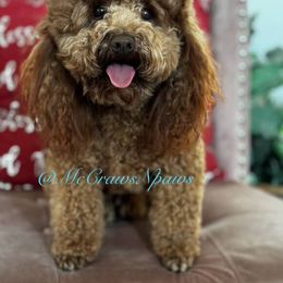 Peanut - Poodle