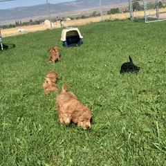 German Shorthaired Pointer and Labradoodle Puppies from Faddis Family Farms