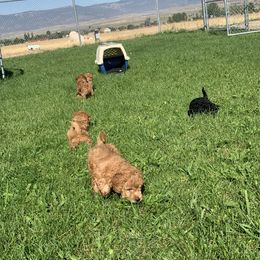 German Shorthaired Pointer and Labradoodle Puppies from Faddis Family Farms