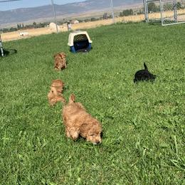 German Shorthaired Pointer and Labradoodle Puppies from Faddis Family Farms