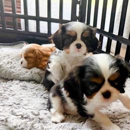 Tri Boy - Tri-color male Cavalier King Charles Spaniel puppy in Marengo, Illinois from Millaray Cavaliers