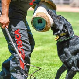 German Shepherds from Würdighaus Kennels