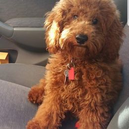 Bernedoodle and Goldendoodle Puppies from Happy Valley Doodles
