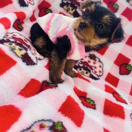 Lexi - Black and tan female Yorkshire Terrier puppy in Aurora, Illinois from YorkieLux