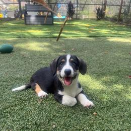 Handsome - Black and white male Cardigan Welsh Corgi puppy in Wekiwa Springs, Florida from It is Corgiland