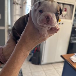 Boy 2 - Red male Boston Terrier puppy in Owensboro, Kentucky from Alanna Boswell