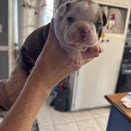 Boy 2 - Red male Boston Terrier puppy in Owensboro, Kentucky from Alanna Boswell