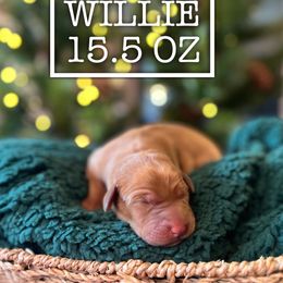 Willie - Yellow male Labrador Retriever puppy in Puyallup, Washington from 12 Door Farm Labradors