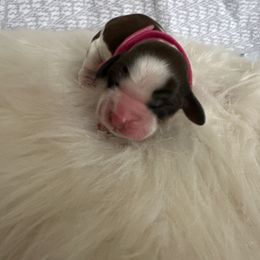 Dune - Black white and tan male English Springer Spaniel puppy in Waynesburg, Pennsylvania from Krysak’s Springer Spaniels