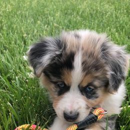 Miniature Australian Shepherd Puppies from Barbed Circle C Mini Aussies