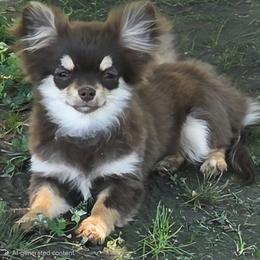 Tula - Chocolate and tan female Chihuahua puppy in Richmond, Virginia from Breens