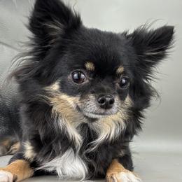 BFF - Chihuahua