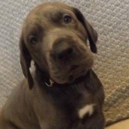 Great Danes from Rain Dance Great Danes
