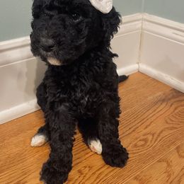Goldendoodle Puppies from Southern Darling Doodles