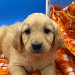 RESERVED - female - Dark golden female Golden Retriever puppy in Spanaway, Washington from 11 Oaks Kennels
