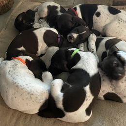 German Shorthaired Pointer puppies from The Tipsy Rabbit GSP TopDog Kennel