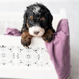 Nellie - Tri-color female Bernedoodle puppy in Lititz, Pennsylvania from Sleepy Hollow Acres