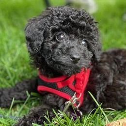 Poodles from Ari Maras