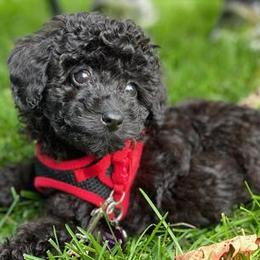 Poodles from Ari Maras