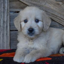 Male 2 of 6 - Cream male Goldendoodle puppy in Macedon, New York from Toodles Goldendoodles