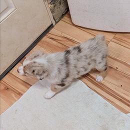 Girl 3 - Red merle female Australian Shepherd puppy in Cherry Grove, Oregon from TLC Dream and Pureland Australian Shepherds