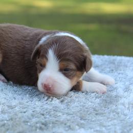 Sage - Red tri female Toy Australian Shepherd puppy in Bauxite, Arkansas from J and B Mini Aussies