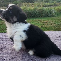 A-Train - Cardigan Welsh Corgi puppy from Pondside Kennels