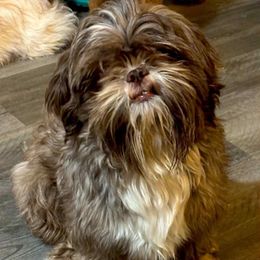 Indie Skye - Shih Tzu