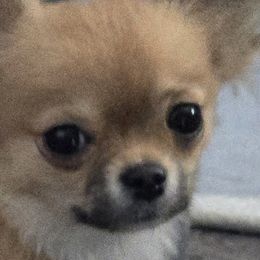 Chihuahuas from D's Darling AKC Long Hair Chihuahuas