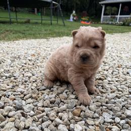 Izzy - Apricot dilute female Chinese Shar-Pei puppy in Auburn, Kansas from Justin's Chinese Shar-Pei