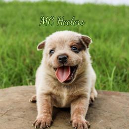 Gypsy - Red speckled female Australian Cattle Dog puppy in Waxahachie, Texas from MC Heelers