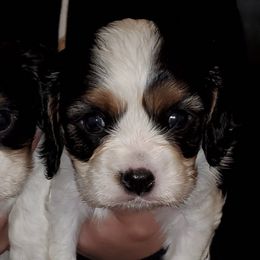 Cavalier King Charles Spaniels and Golden Retrievers from Cuddle Up Pups WI