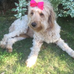 Goldendoodle Puppies from Dream Doodles of Central Texas