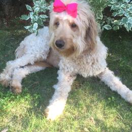 Goldendoodle Puppies from Dream Doodles of Central Texas