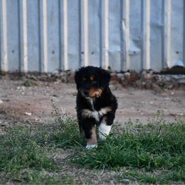 Willow - Black tri-color female Australian Shepherd puppy in Stephenville, Texas from Rockin B Australian Shepherds