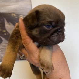 Heath - Fawn male Pug puppy in Ridgefield, Washington from Cupid’s Pugs