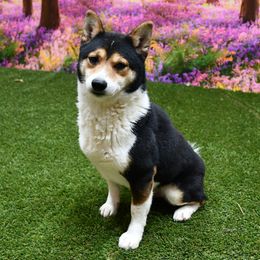 Tuffy - Shiba Inu