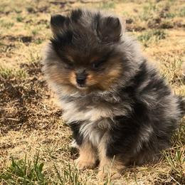 Lagaunt - Blue merle female Pomeranian puppy in California from T & D Dream Poms