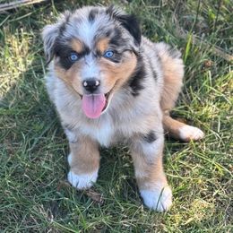 Blue - Blue merle male Australian Shepherd puppy in Beaverdam, Virginia from Cimmarun Farm Aussies