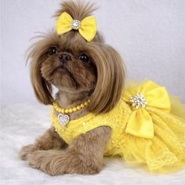 Cocoa - Shih Tzu