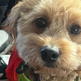 French Bulldogs, Goldendoodles, and Golden Retrievers from SoCalFamilyFrenchies, Doodles and more