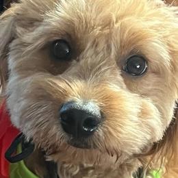 French Bulldogs, Goldendoodles, and Golden Retrievers from SoCalFamilyFrenchies, Doodles and more